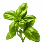 gdzie jesteśmy royal cook ul. zeylanda 62 60 808 poznań tel 730 893 411 e mail kontakt@royalcook.pl (500 x 500 px)